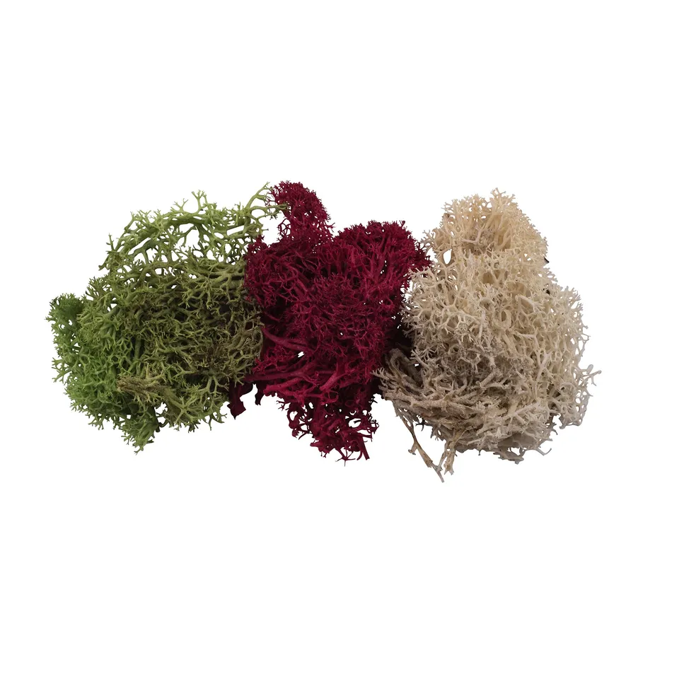 schulcz-scenery-iceland-lichen-modellflechte-35-g-herbstfarben image 1