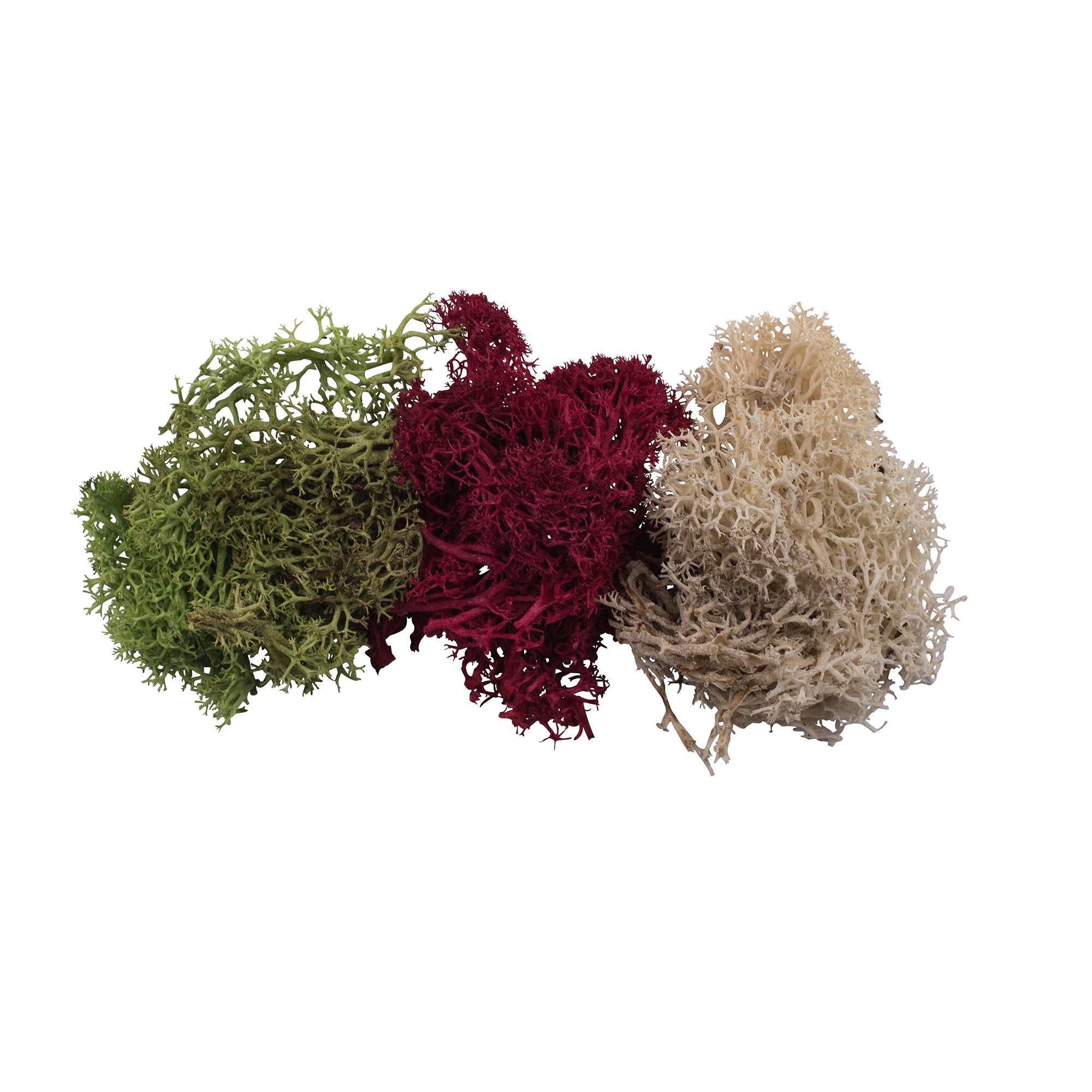 schulcz-scenery-iceland-lichen-modellflechte-35-g-herbstfarben image 1